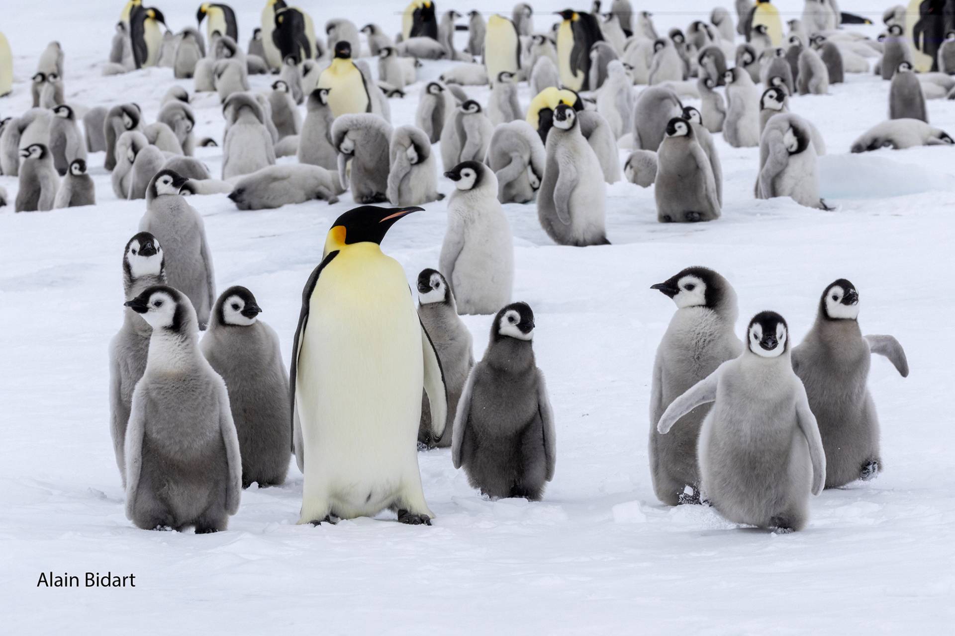 Manchots empreurs de lîle Snow Hill