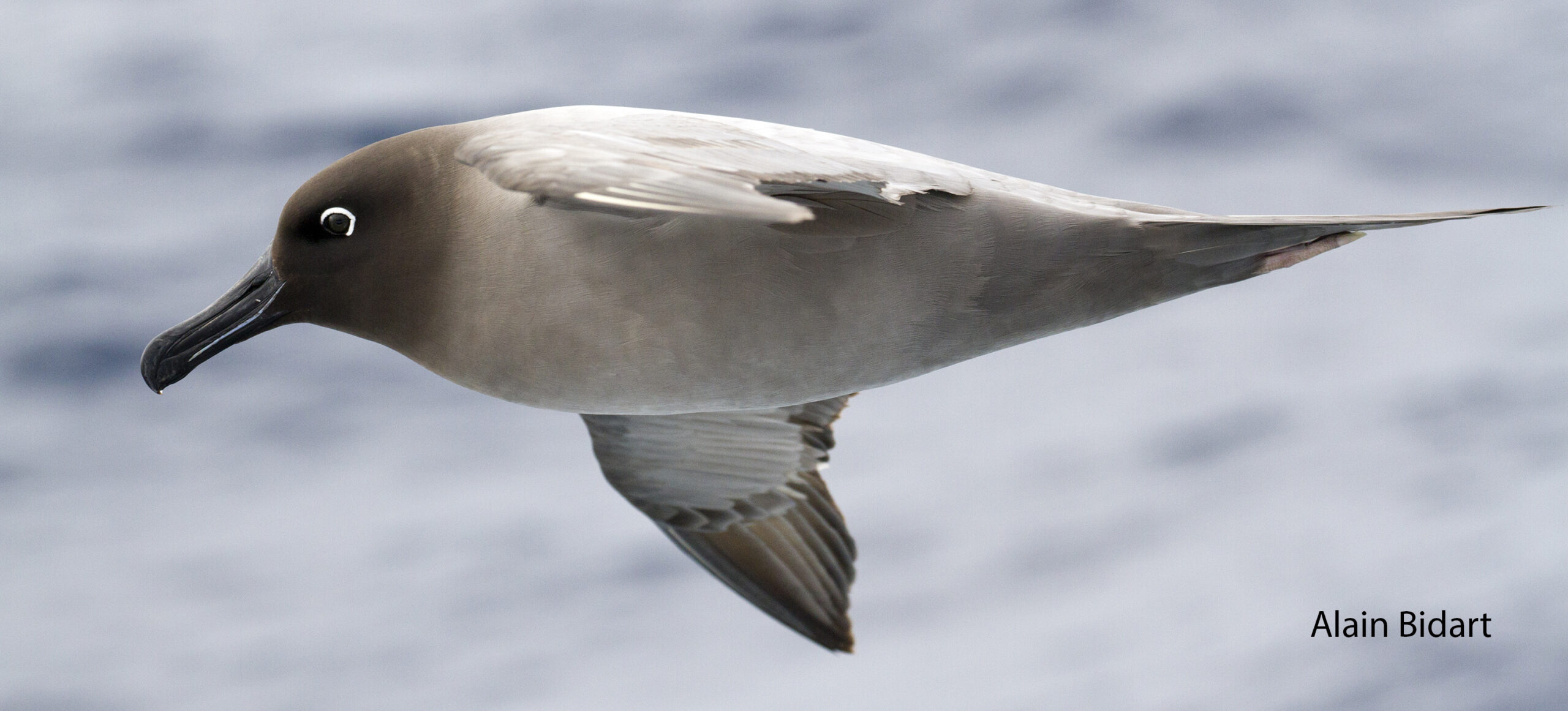 Albatros fuligineux