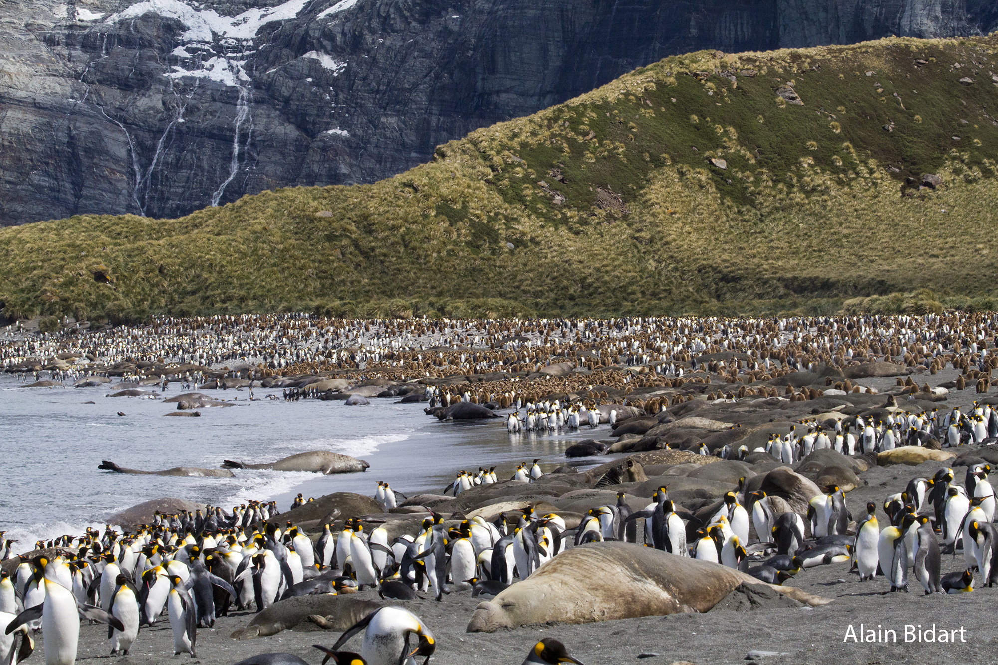 Gold Harbour, Géorgie du Sud