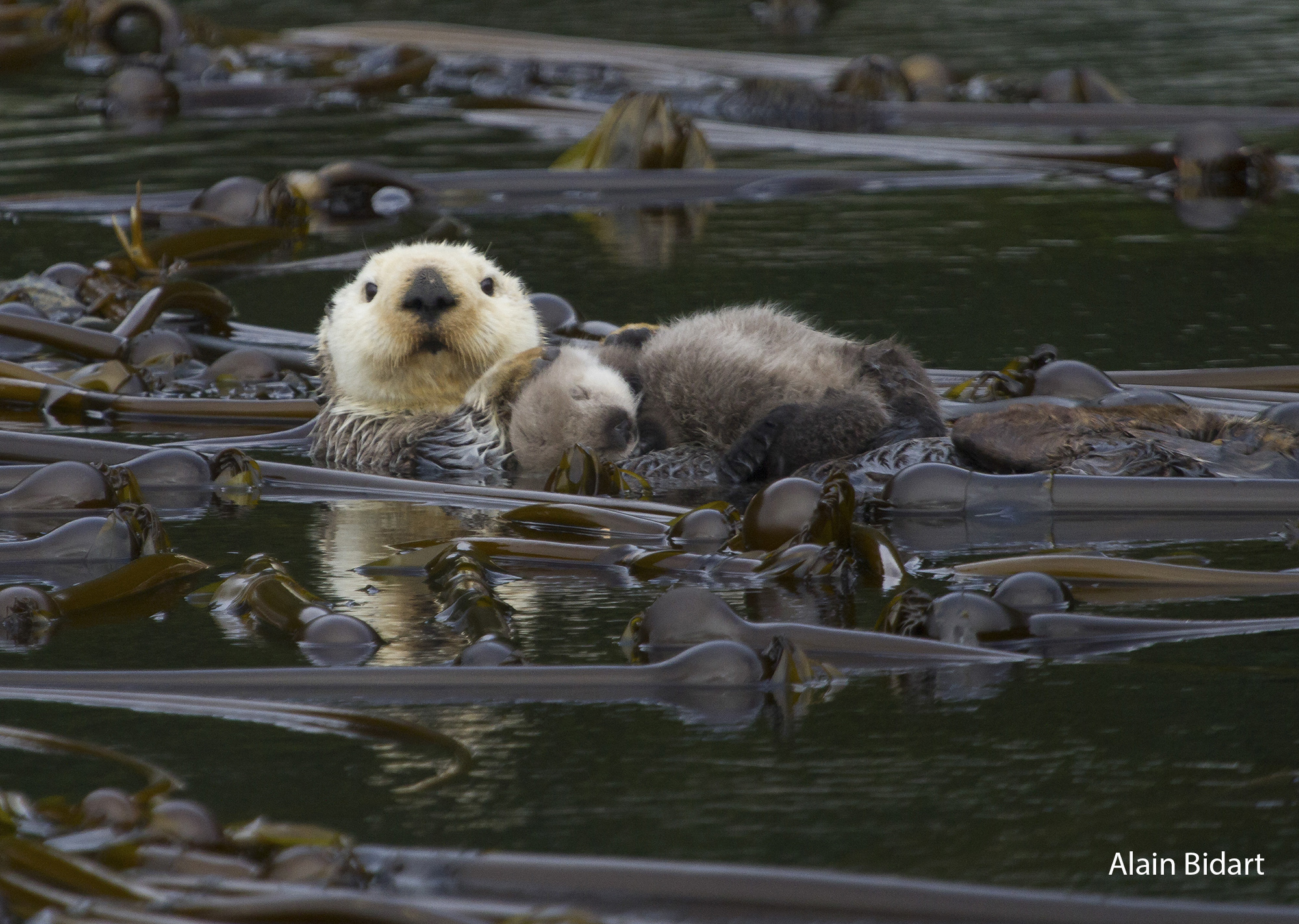 Loutre de mer - Sea Otter - Alaska